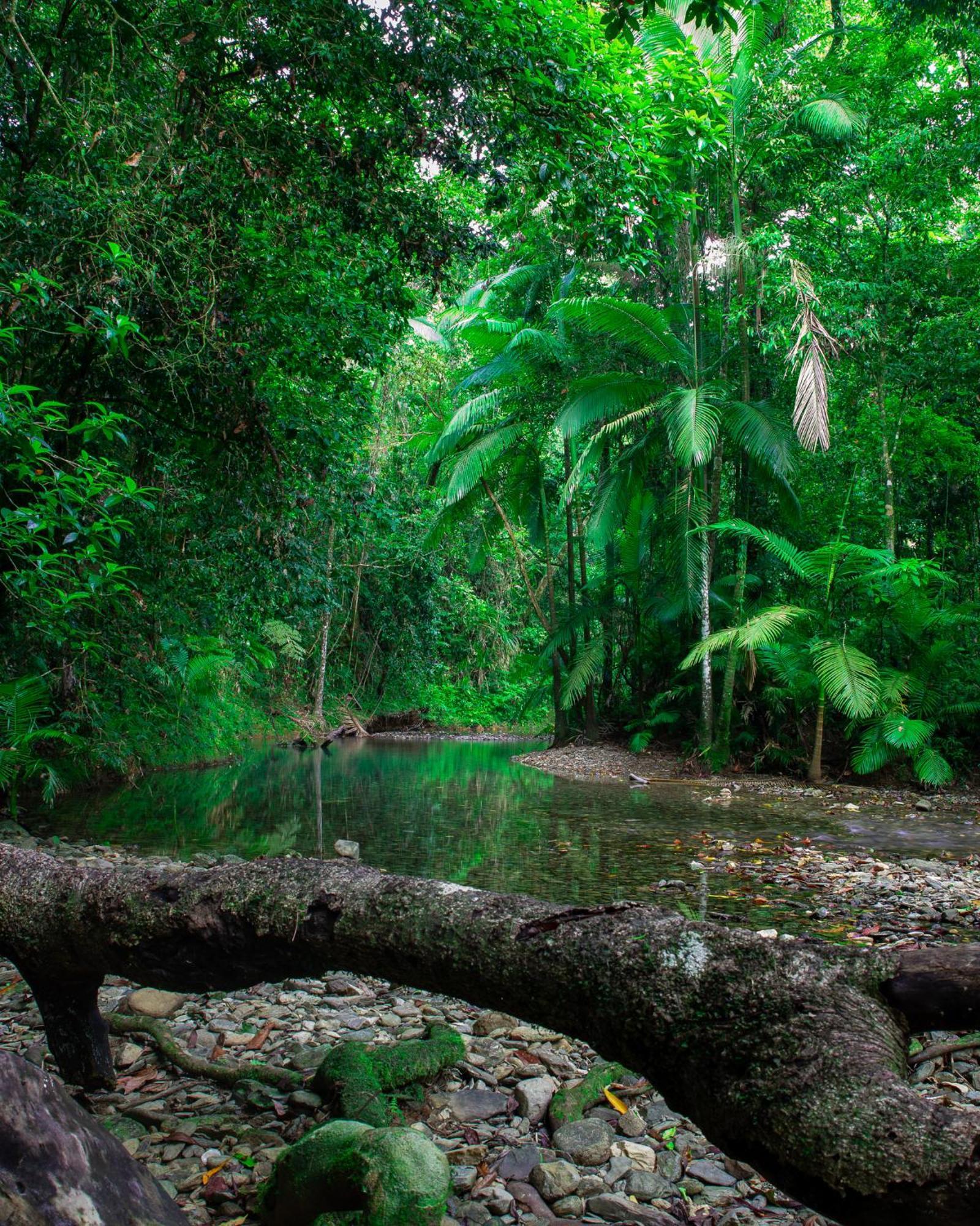 Heritage Lodge - In The Daintree Ngoại thất bức ảnh